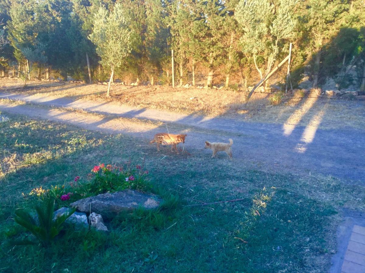 Agriturismo Sogno Latino イグレージアス エクステリア 写真